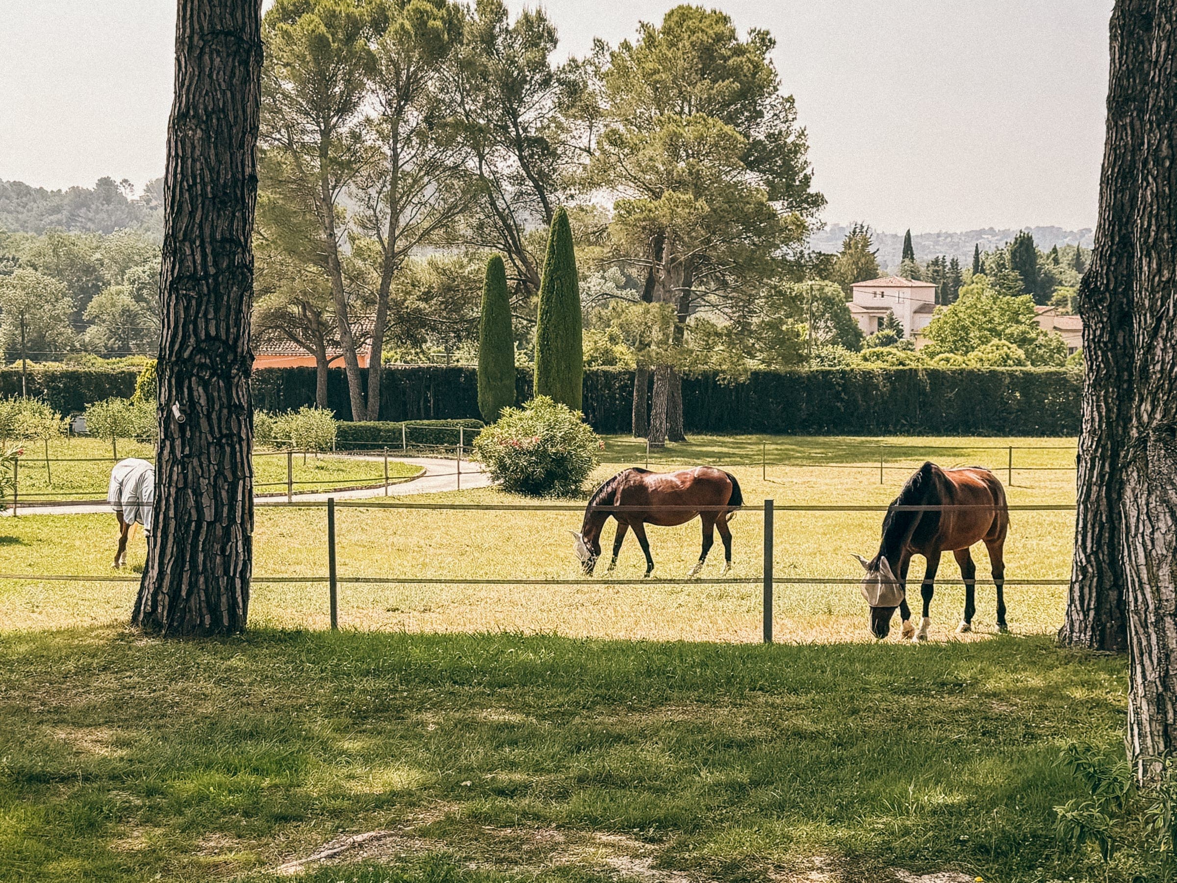 Two horses grazing in a sunny paddock between tall pine trees